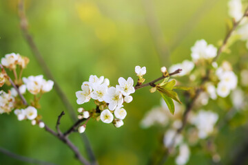 Blooming plum tree in the spring garden. White flowers on the tree branches. 