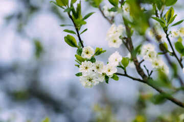 Blooming plum tree in the spring garden. White flowers on the tree branches. 