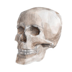 Sketch. A hand-drawn drawing. A human skull highlighted on a white background.