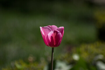 pink tulip in the garden