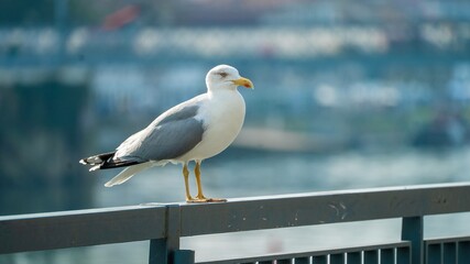 Gaivotas Rio 