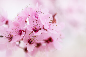 Beautiful blooming cherry branch in spring closeup. Flowering cherry tree.