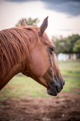 portrait of a horse