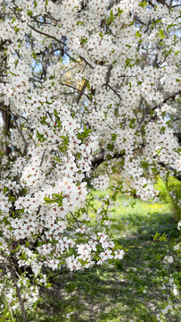 Beautiful blooming cherry tree in spring closeup. Flowering cherry orchard.