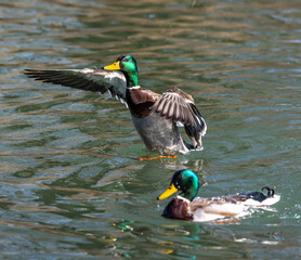 Wild duck or mallard, Anas platyrhynchos family with young goslings at a lake in Munich, Germany