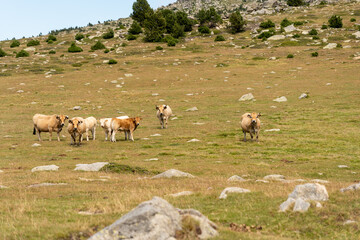 herd of sheep on pasture