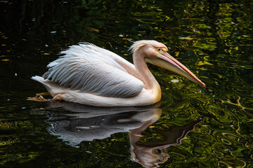 Great White Pelican, Pelecanus onocrotalus in a park