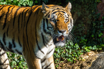 The Siberian tiger,Panthera tigris altaica in a park