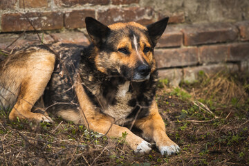 Unhappy and sad stray dog on the street, abandoned by owners hungry animals concept background photo