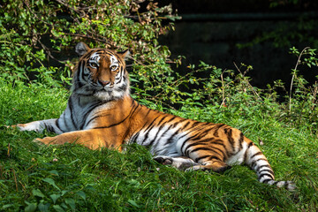 Fototapeta premium The Siberian tiger,Panthera tigris altaica in a park