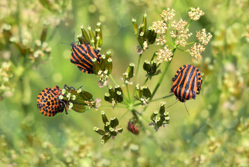Colorful Red and Black Striped Creepy Insects invading Plants in Glowing Summer Meadow  - 499975541