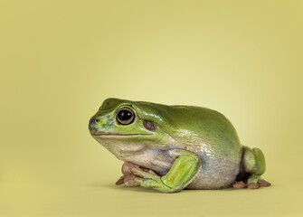 Green tree frog aka Ranoidea caerulea, sitting side ways. Looking away from camera. Isolated on a green background.