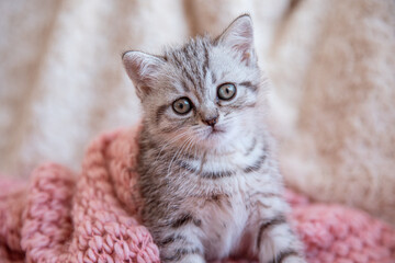 Fototapeta na wymiar a cute British breed kitten is sitting wrapped in a knitted blanket
