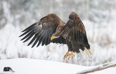 Fototapeta premium In winter, a significant part of the White tailed Eagle's diet is made up of dead animals