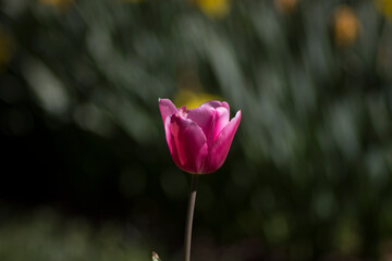 Obraz premium tulip in the garden