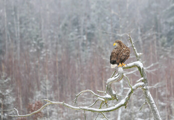 In winter, a significant part of the White tailed Eagle's diet is made up of dead animals