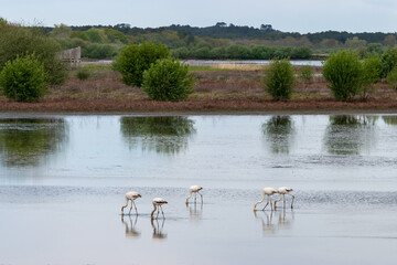 Herons in the Réserve Naturelle Nationale du Marais d'Orx. Labenne
