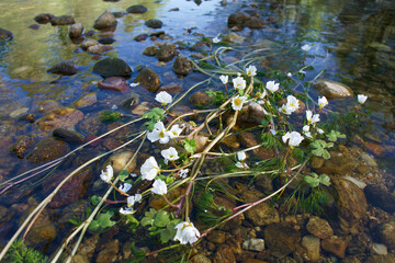 rzeka kwiaty wodne natura rośliny wiosna - obrazy, fototapety, plakaty