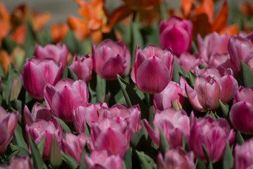field of pink tulips