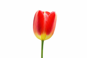 Beautiful tulip flower, isolated, white background