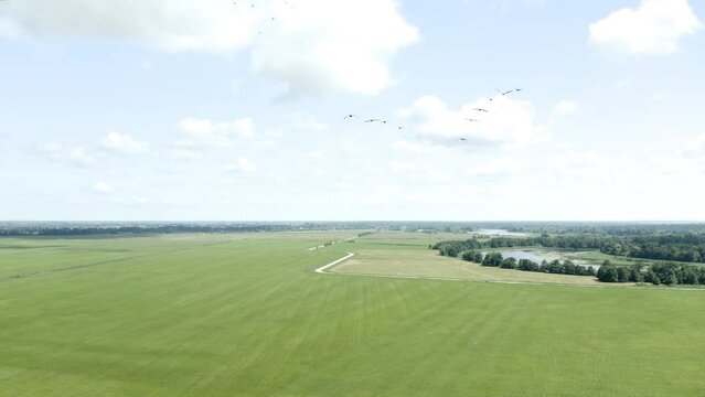 Aerial shot of flying birds above meadows. Lithuania. 4K 25fps