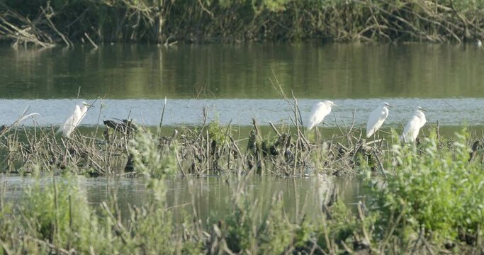 Four Big White  Herons surrounded by water. Slowmotion 4K DCI 100 fps.mp4