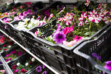 Boxes with seedlings of flowers,  planting flowers on a flower bed . Seedlings of various garden flowers