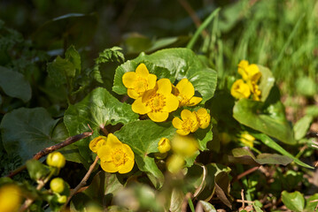 Bush of yellow marygold flowers