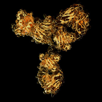 Antibody structure, illustration