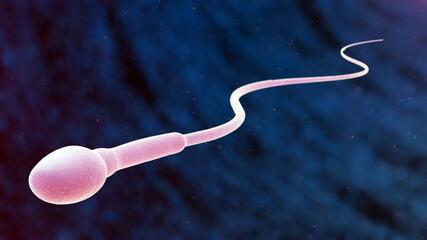 Sperm cell, illustration