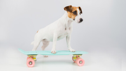 Dog on a penny board on a white background. Jack Russell Terrier rides a skateboard in the studio.