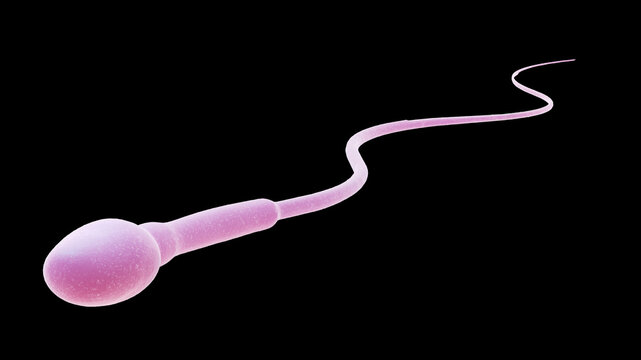 Sperm cell, illustration