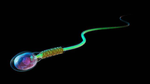 Sperm cell, illustration