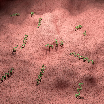 Syphilis infection, illustration