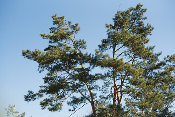 A big and old pine tree in the forest against the blue sky