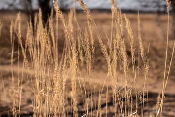Fototapeta premium pampas grass neutral beige color background close up. Plant texture. Scandinavian, boho minimalistic