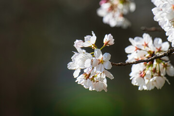穏やかな快晴の日に、広大な公園で美しい満開の桜を見て楽しむ