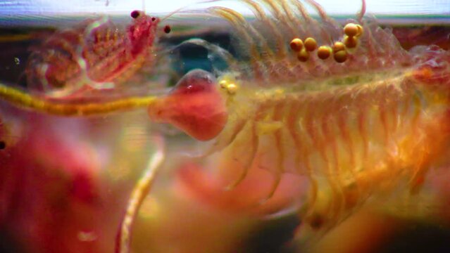 Artemia salina - small hypersaline crustaceans that live in salty waters of closed reservoirs. Kuyalnik Estuary, Ukraine