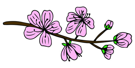 Sakura flower doodle icon. Back line isolated on white. One line contour floral drawing.Vector illustration