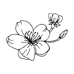 Sketch of spring flowers of quince, almond, apple tree branches with buds and flowers. Hand draw botanical doodle vector illustration in black contrast with white fill.