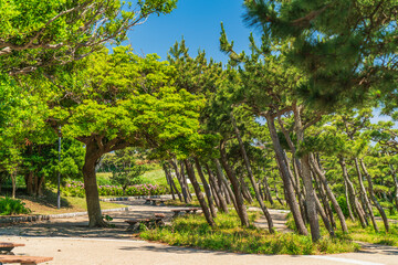 三浦半島南端　城ヶ島公園の松林【神奈川県・三浦市】