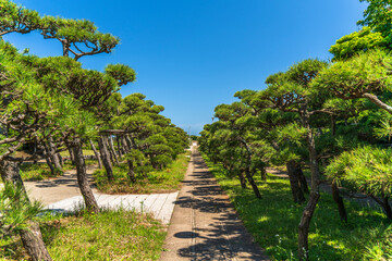 Naklejka premium 三浦半島南端 城ヶ島公園の松林【神奈川県・三浦市】