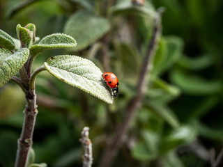 Obraz premium mariquita roja con topos negros sobre una hoja verde