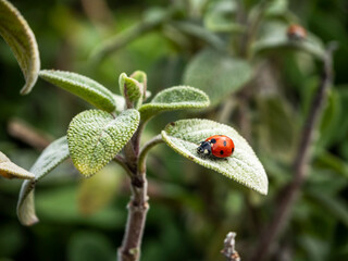 mariquita roja con topos negros sobre una hoja verde