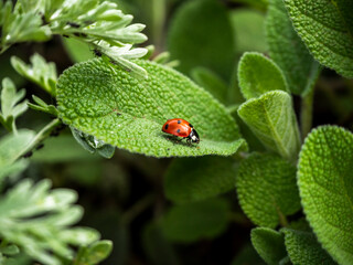 mariquita roja con topos negros sobre una hoja verde