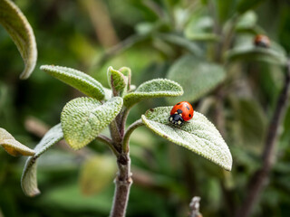 Obraz premium mariquita roja con topos negros sobre una hoja verde