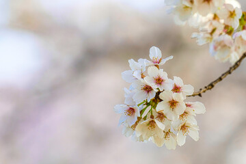 穏やかな快晴の日に、広大な公園で美しい満開の桜を見て楽しむ