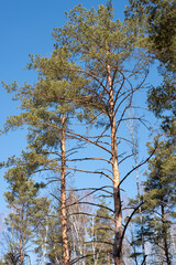 A big and old pine tree in the forest against the blue sky