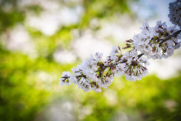 穏やかな快晴の日に、広大な公園で美しい満開の桜を見て楽しむ