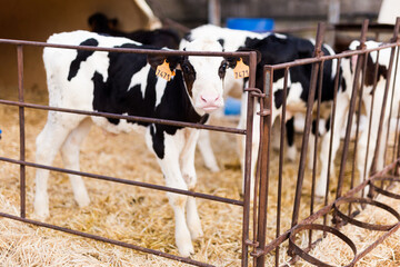 weekly calves in stall at dairy farm